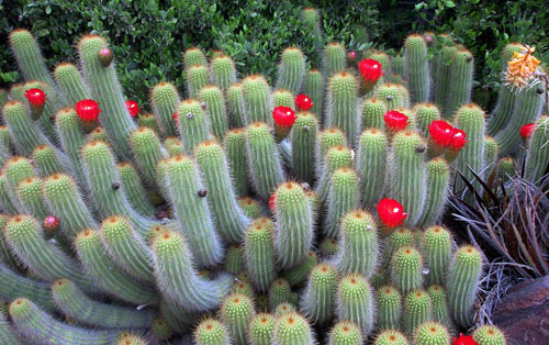 cactusi