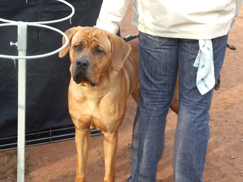 dog-show-satu-mare