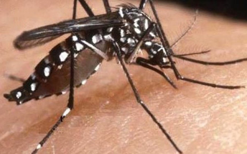 tantar
