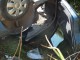 accident11