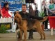 cacib-2013-10