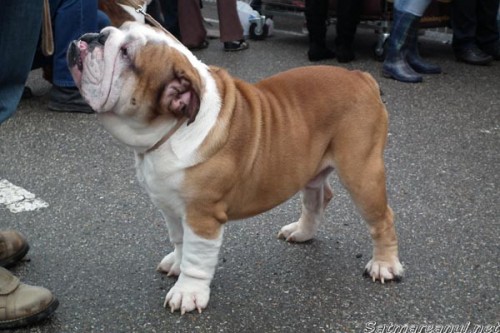 dog-show-10