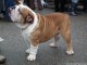 dog-show-10
