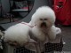 dog-show-11