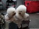 dog-show-12