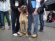 dog-show-13