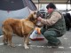 dog-show-14