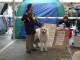 dog-show-15
