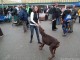 dog-show-17