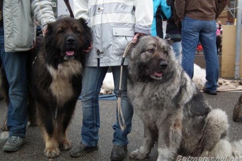dog-show1