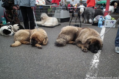 dog-show5