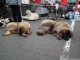 dog-show5