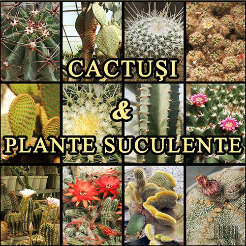 Expo-cactusi