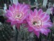 cactusi-03