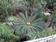 gradina-botanica-jibou05