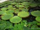gradina-botanica-jibou08