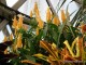 gradina-botanica-jibou09