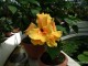 gradina-botanica-jibou10