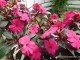 gradina-botanica-jibou11