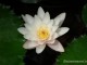 gradina-botanica-jibou15