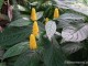 gradina-botanica-jibou16