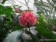 gradina-botanica-jibou18