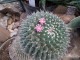gradina-botanica-jibou20