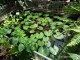 gradina-botanica-jibou21