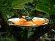gradina-botanica-jibou24