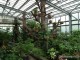gradina-botanica-jibou26