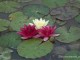 gradina-botanica-jibou32
