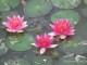 gradina-botanica-jibou33