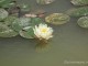 gradina-botanica-jibou34