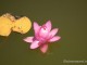 gradina-botanica-jibou36