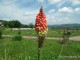 gradina-botanica-jibou38