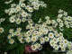 gradina-botanica-jibou39