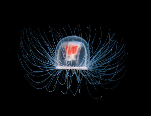meduza-nemuritoare