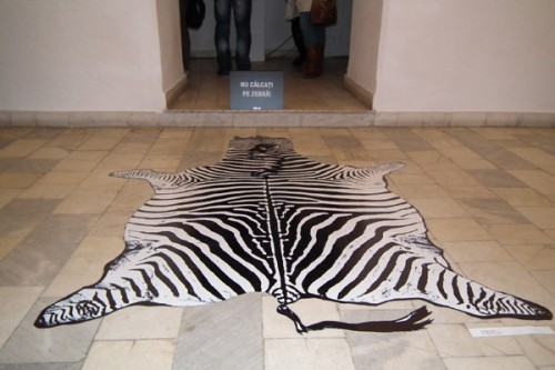 expo-alb-negru1