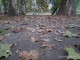 DSCF6954