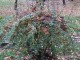 DSCF6964