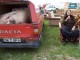 Poza8