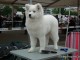 dog-show-sm2014-02