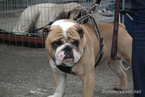 dog-show-sm2014-03