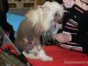 dog-show-sm2014-04