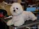 dog-show-sm2014-08