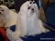 dog-show-sm2014-09