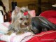 dog-show-sm2014-10