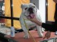 dog-show-sm2014-12