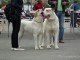 dog-show-sm2014-13