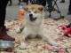 dog-show-sm2014-15